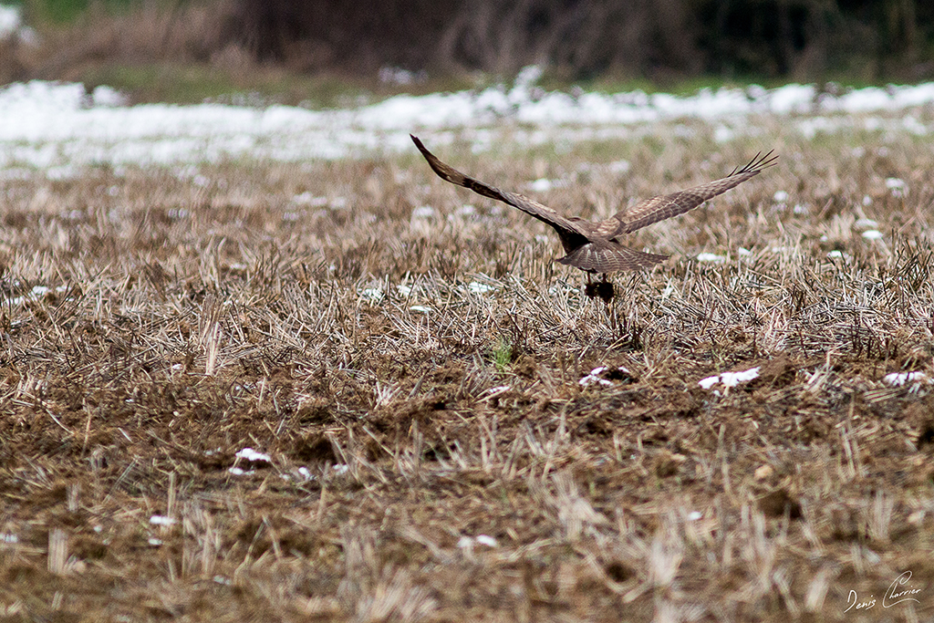 Buse Variable dans un champs